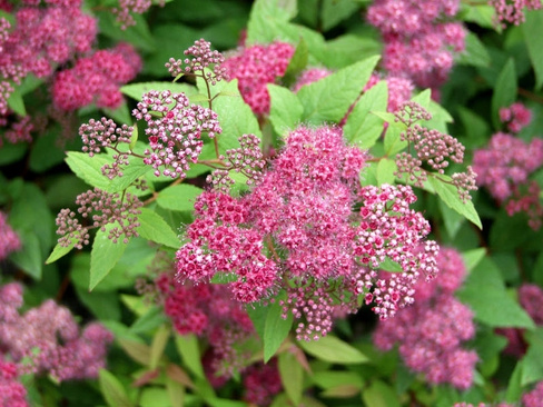 Спирея японская Spiraea japonica Froebelii 40-50 см С3