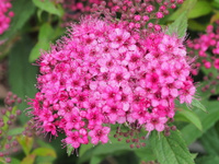 Спирея японская Spiraea Japonica Anthony Waterer 40-60 см С5