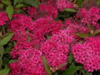 Спирея японская Spiraea Japonica Anthony Waterer 40-60 см С3