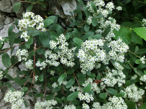 Спирея стелющаяся Spiraea decumbens