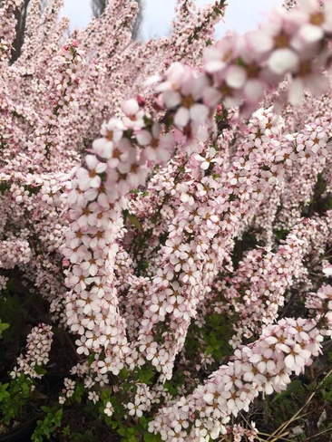 Спирея Тунберга SPIRAEA THUNBERGII