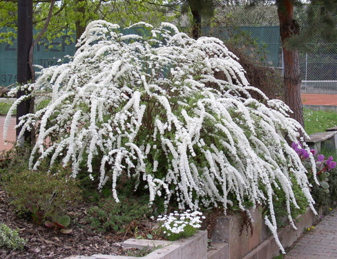 Спирея серая Spiraea cinerea Grefsheim