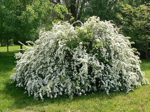 Спирея Вангутта Spiraea vanhoutte С18