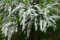 Спирея Тунберга Spiraea Thunbergun