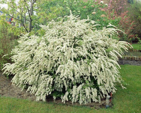 Спирея Вангутта Spiraea vanhoutte 80-90 см С9