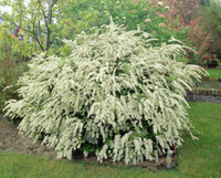 Спирея Вангутта Spiraea vanhoutte 80-90 см С9