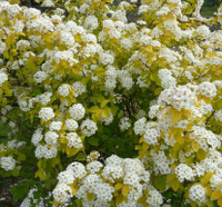 Спирея Вангутта Spiraea vanh. Gold Fountain