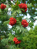 Рябина обыкновенная Sorbus aucuparia