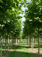 Платан экран Platanus leiplatanen