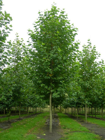 Платан /PLATANUS ACERIFOLIA HISPANICA 350-400