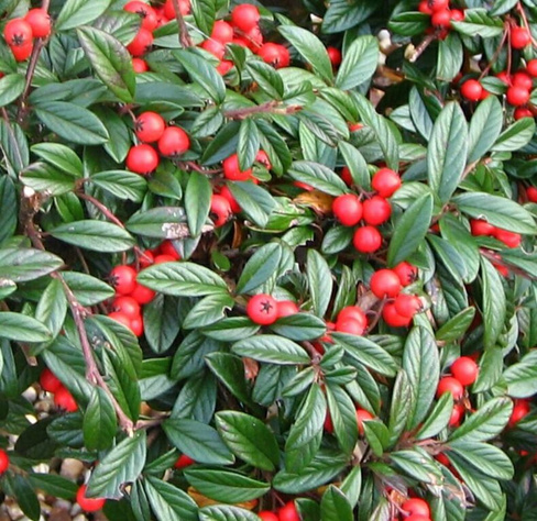 Кизильник иволистный Cotoneaster salicifolius