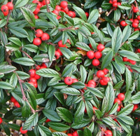 Кизильник иволистный Cotoneaster salicifolius