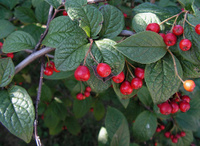 Кизильник Cotoneaster bullatus 40-60 см С12