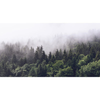 Фотообои DIVINO Туманный лес 4