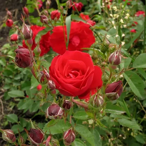 Роза парковая канадская «Аделаида Худлес», 3.5 л Без бренда