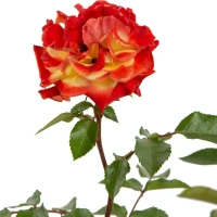 Роза флорибунда «Румба», 3.5 л Без бренда