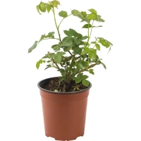 Роза парковая «Чиппендейл» 18.5x30 см Без бренда цветущее растение
