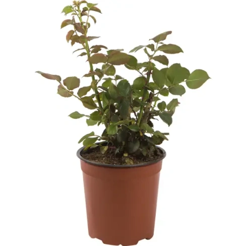 Роза флорибунда «Мидсаммэ» 18.5x30 см Без бренда цветущее растение